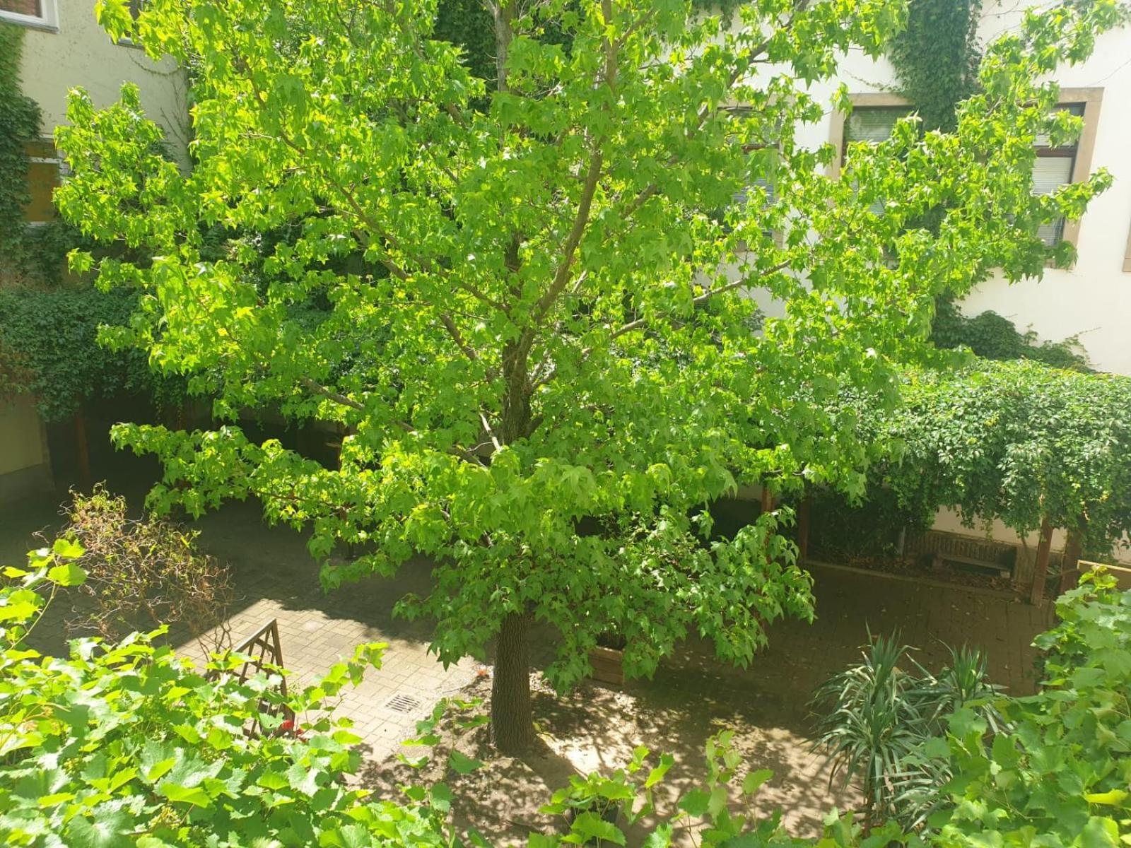 Ferienwohnung Weisses Ross Pirna Cameră foto